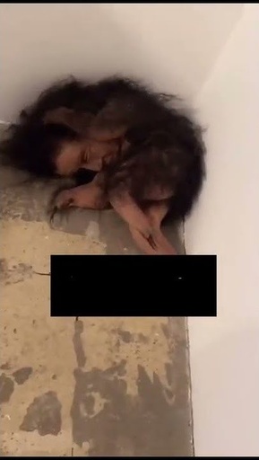 [D3055] جاون مريض نص&2/3كم مصري
